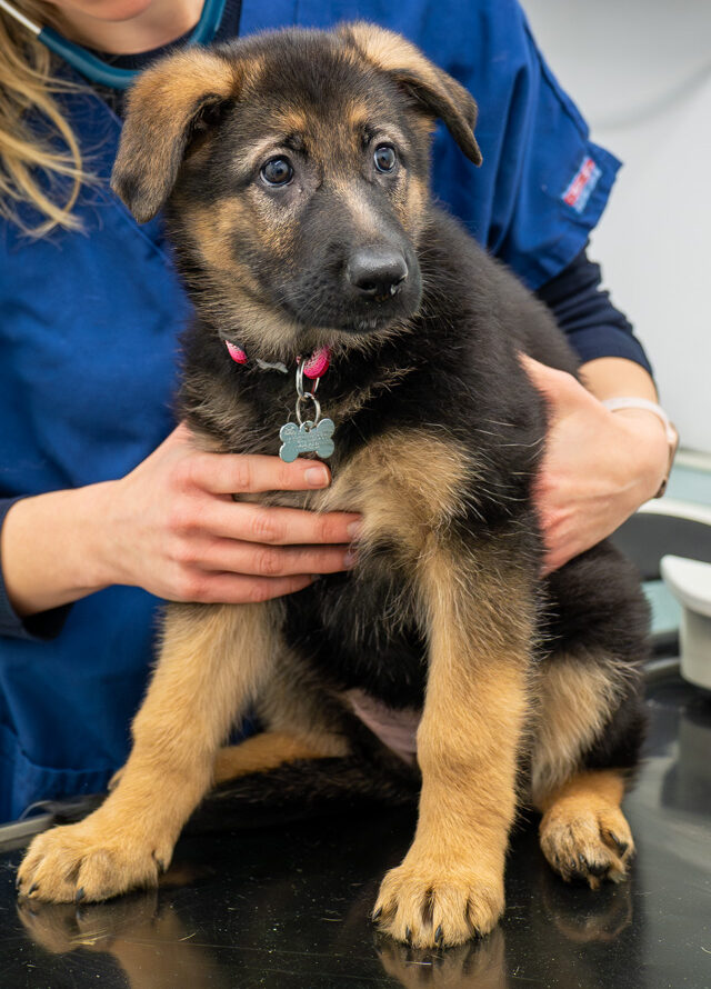 The Willows Veterinary Group - Hampton (Web) 029