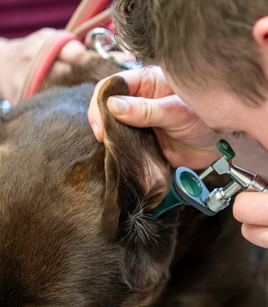 The Willows Veterinary Group - Lymm (Web) 025